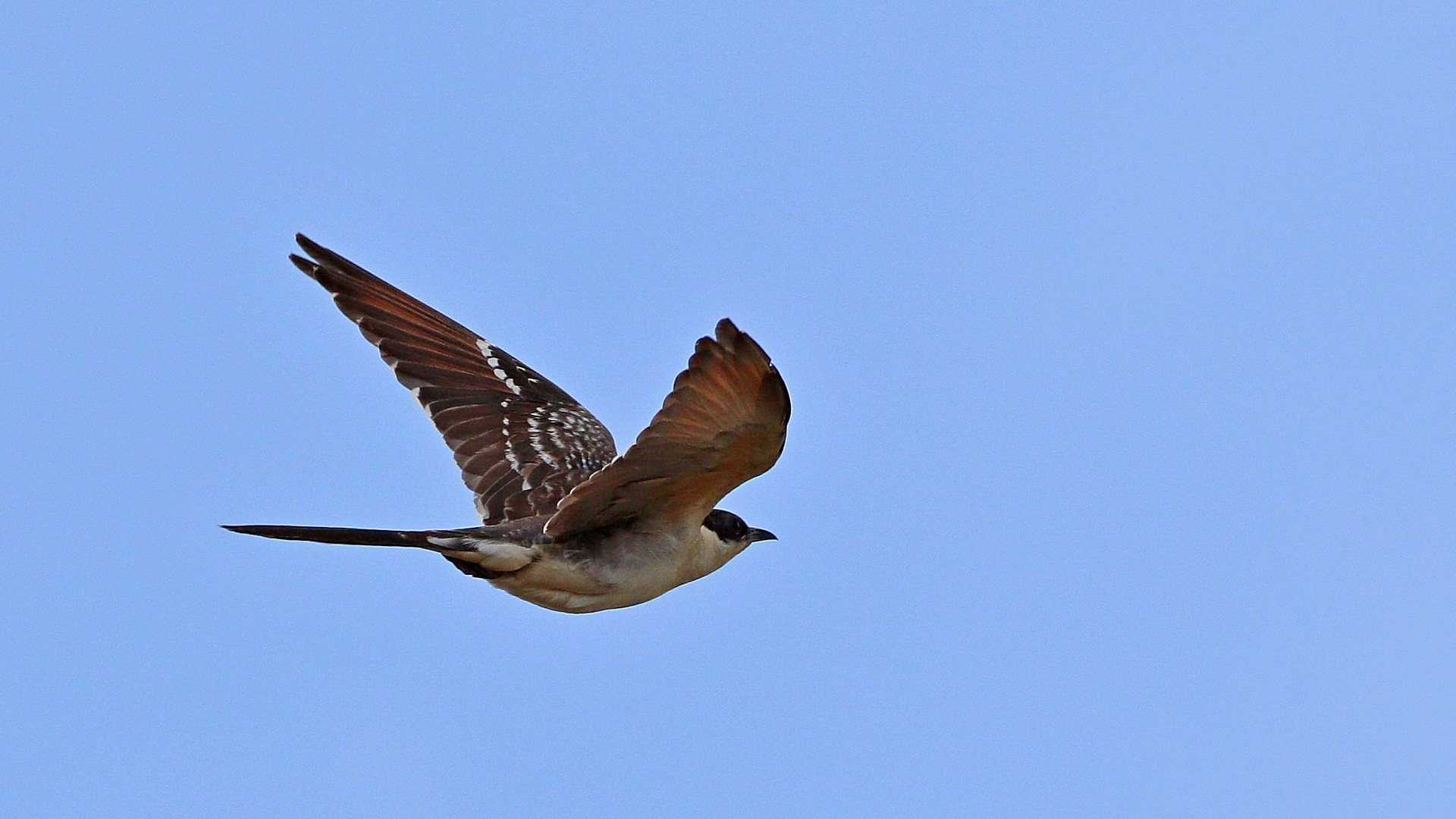 Great Spotted Cuckoo