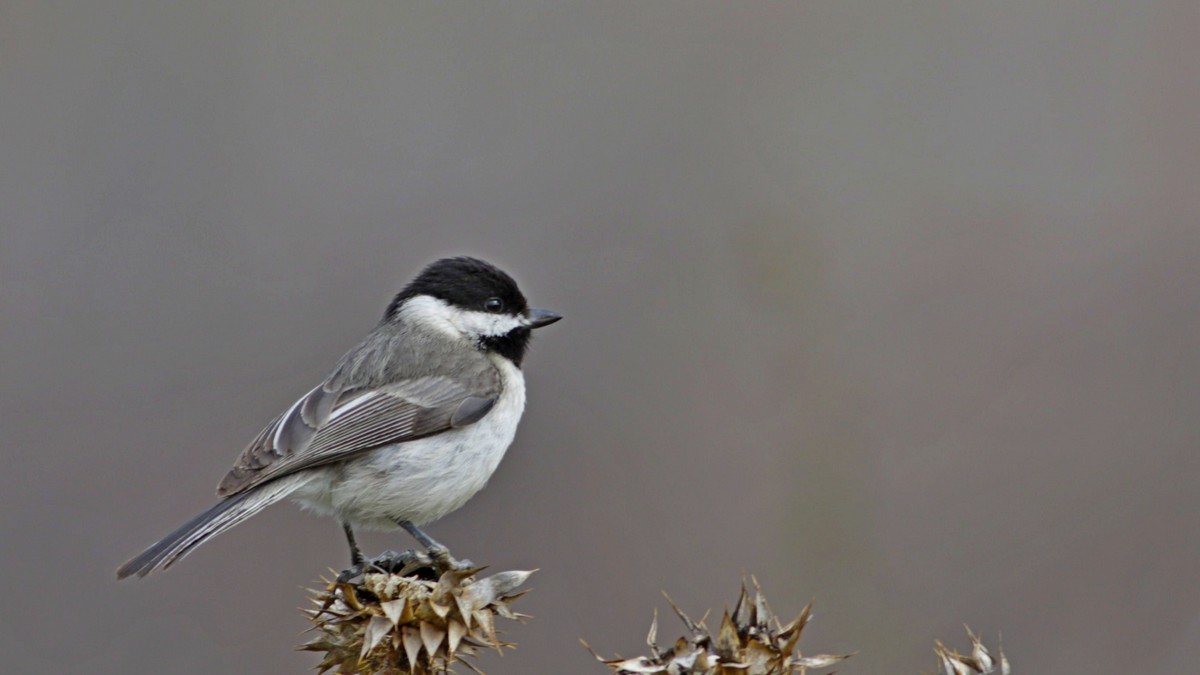 Sombre Tit