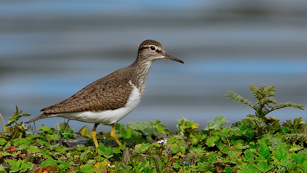 Common Sandpiper