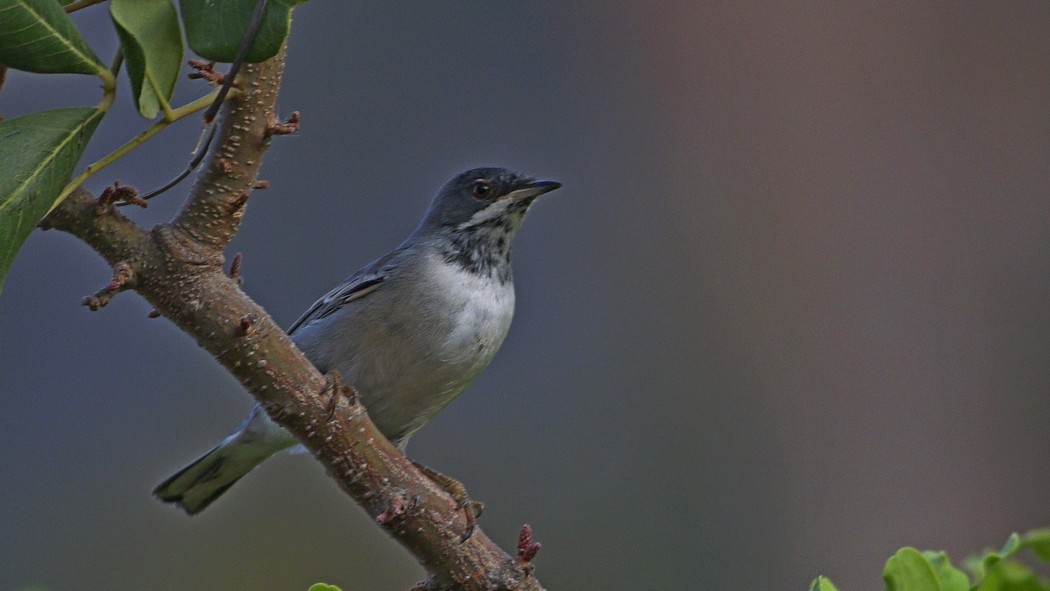 Rüppell's Warbler