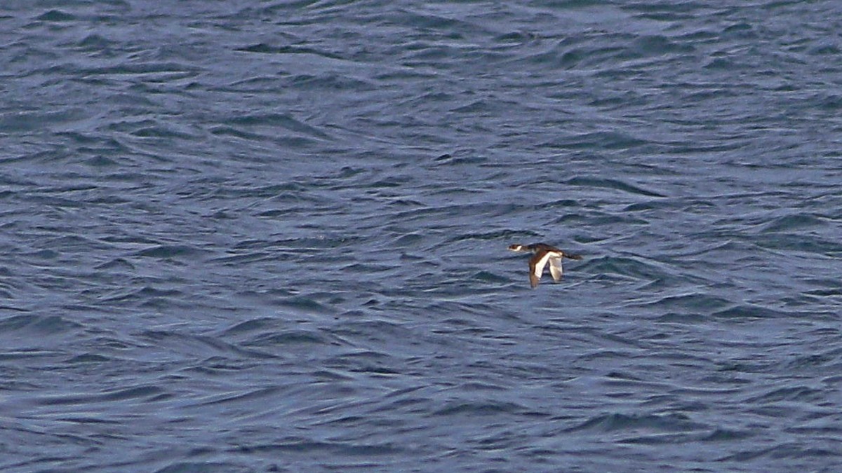 Eared Grebe