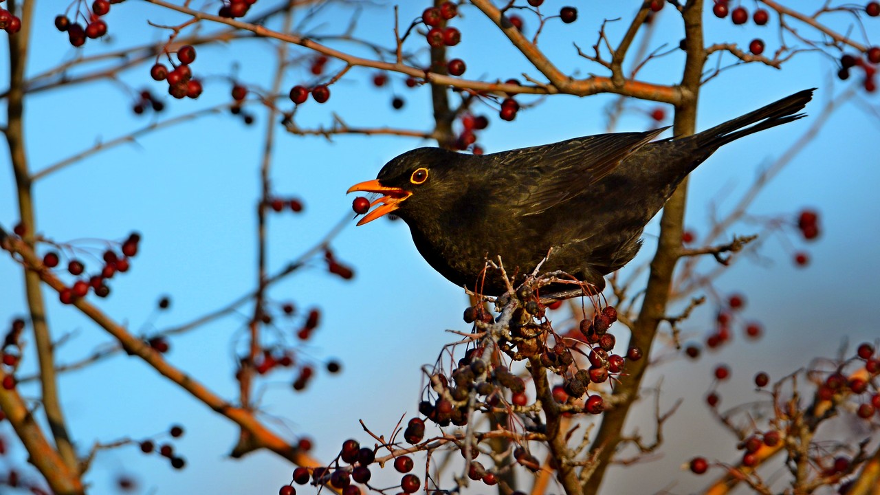 Eurasian Blackbird
