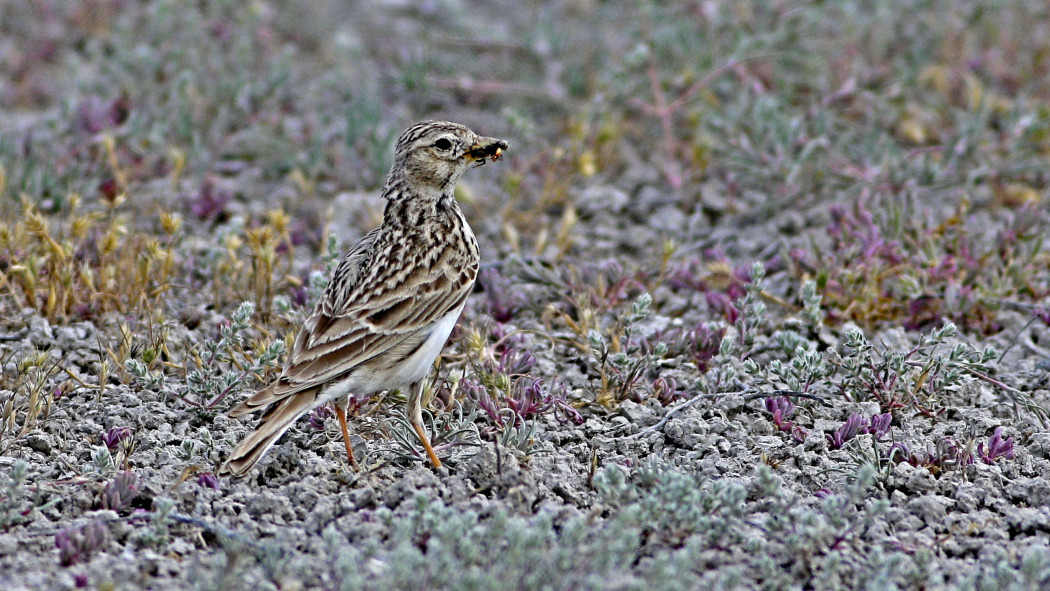Turkestan Short-toed Lark