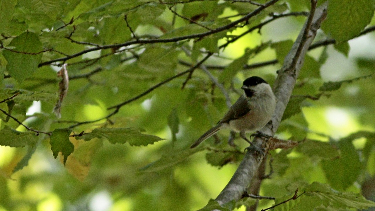 Marsh Tit