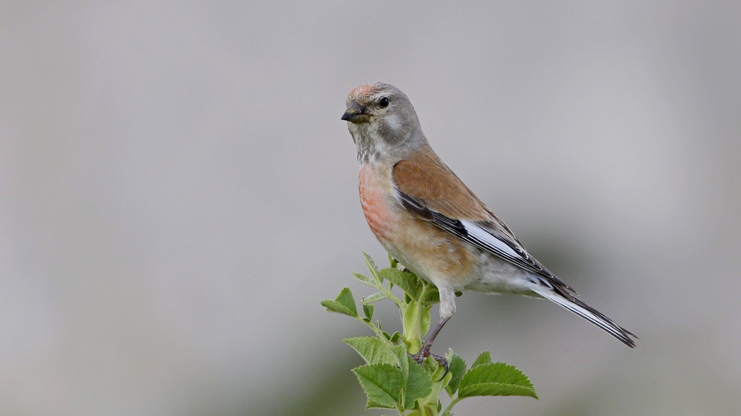 Eurasian Linnet