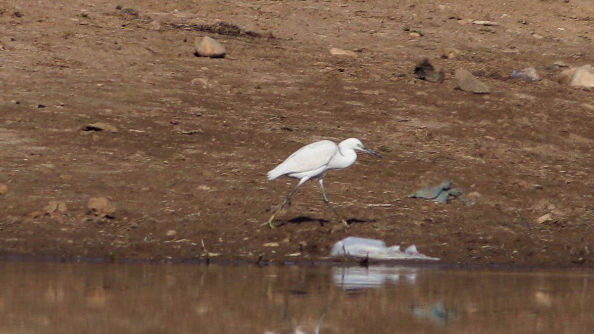 Western Reef-Heron