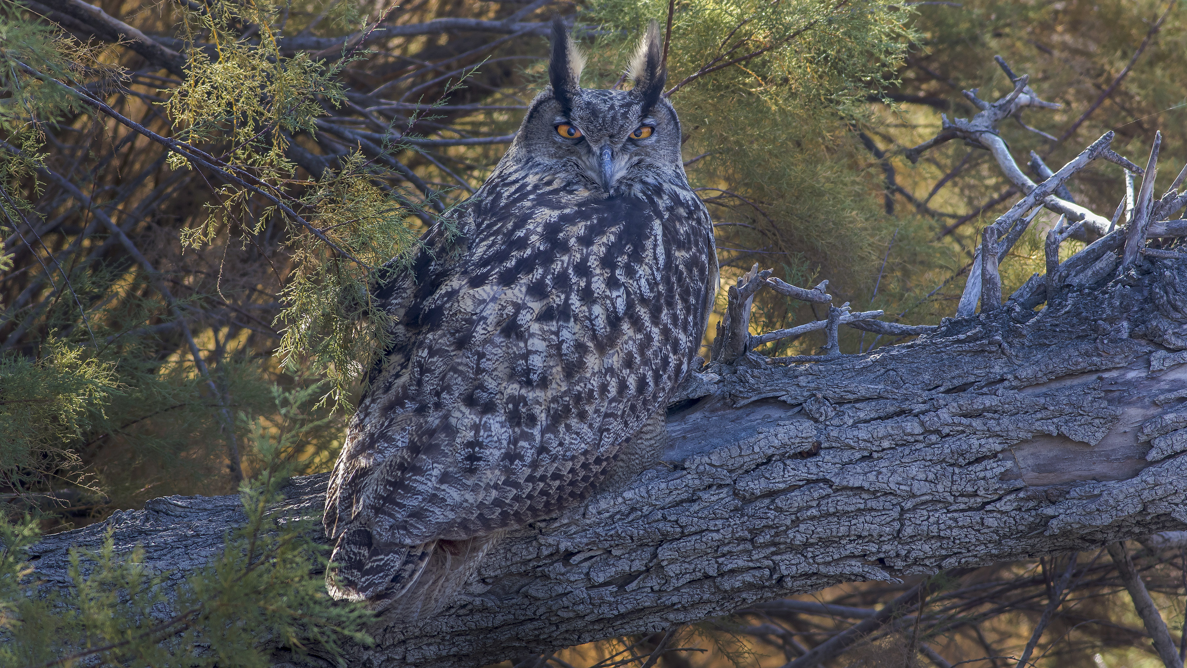 Eurasian Eagle-Owl
