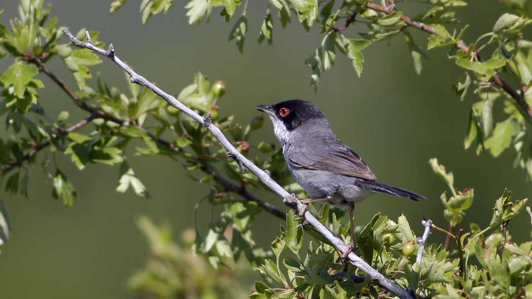 Sardinian Warbler