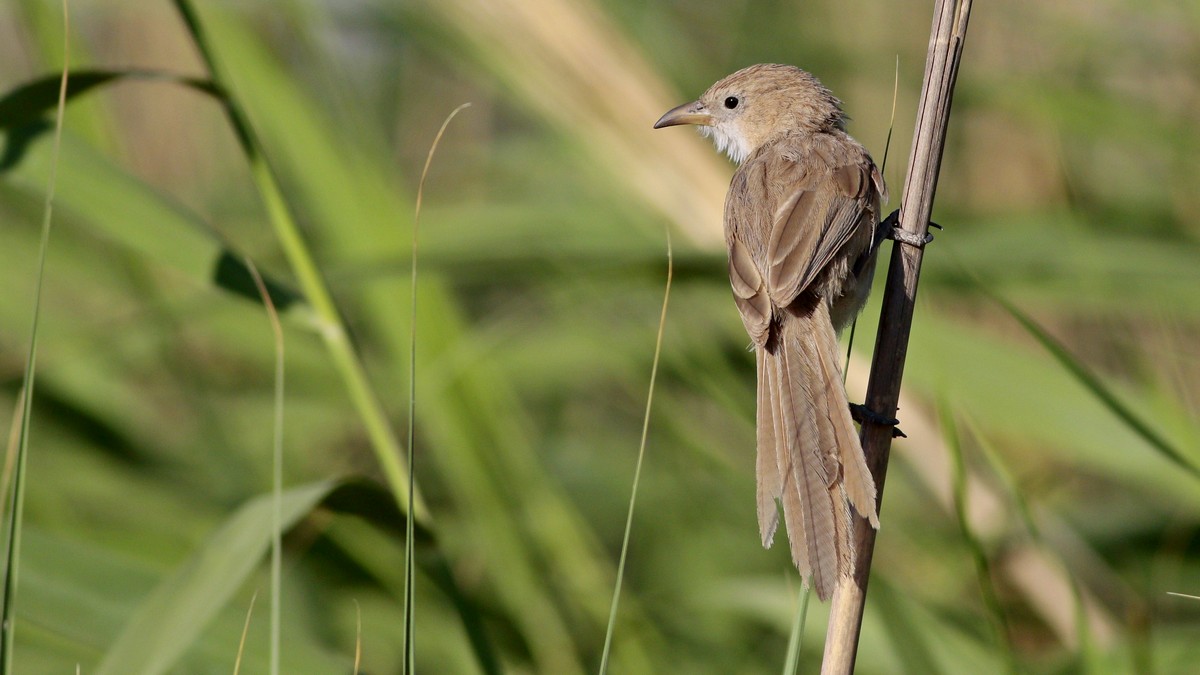 Iraq Babbler