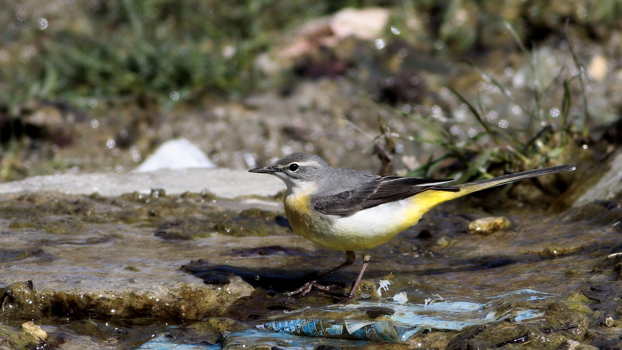 Gray Wagtail