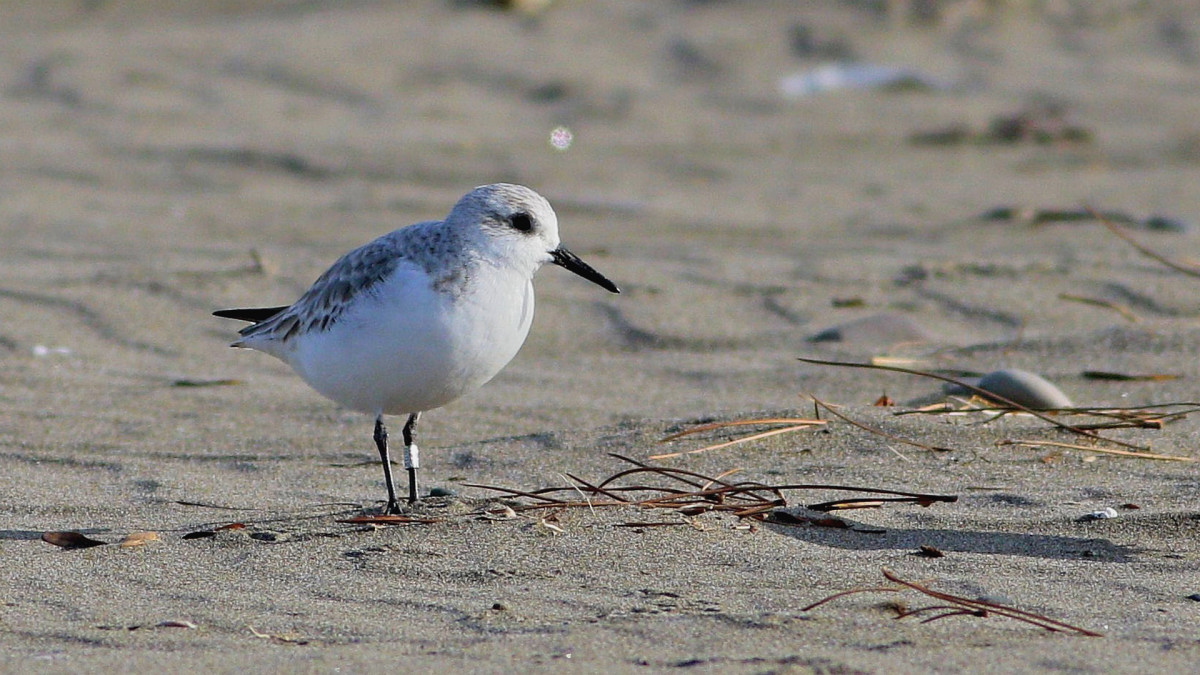 Sanderling