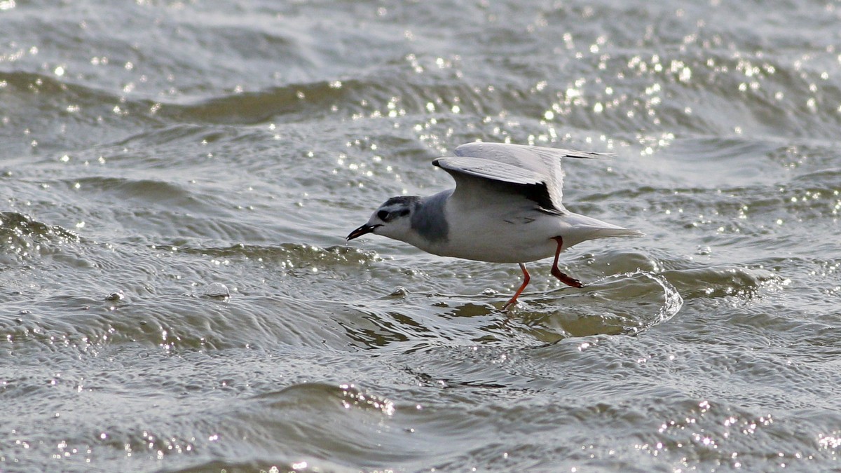 Little Gull