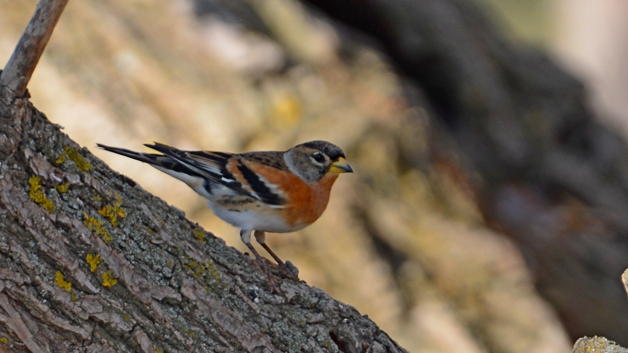 Brambling