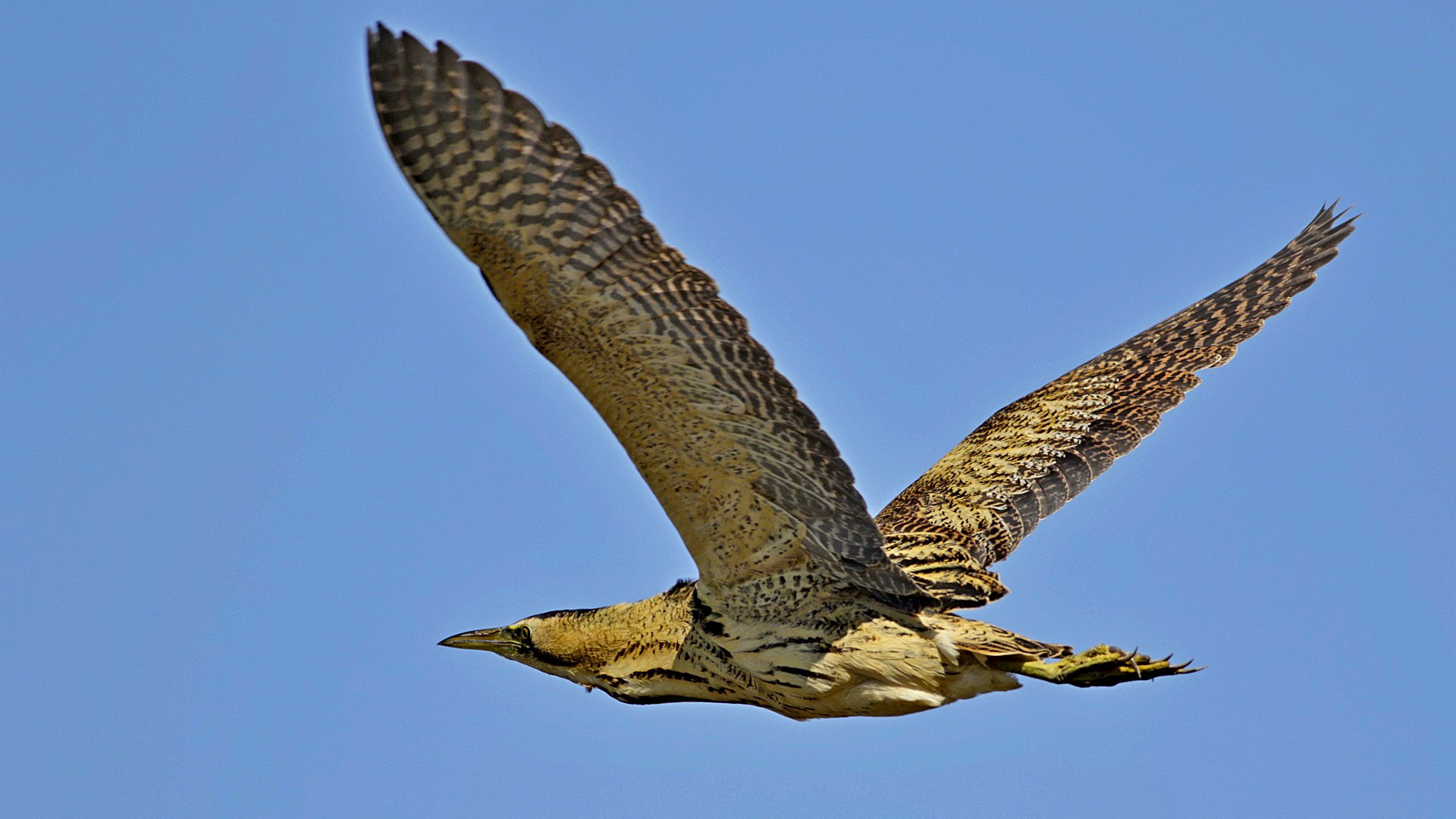 Great Bittern