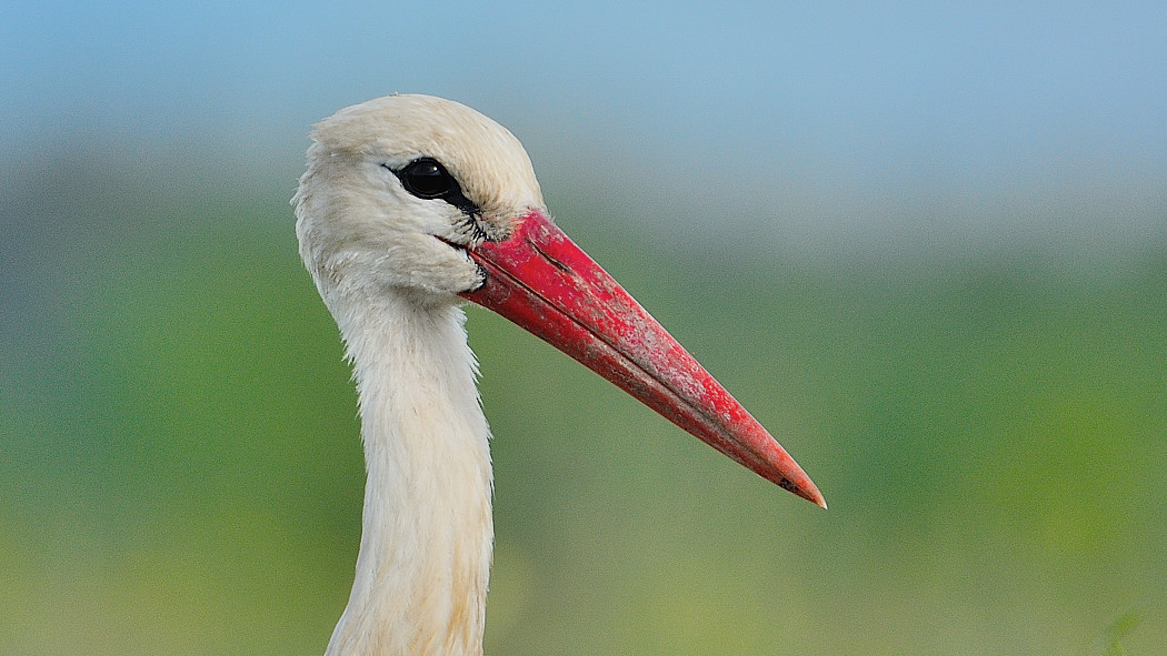 Black Stork