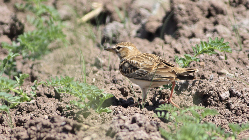 Bimaculated Lark