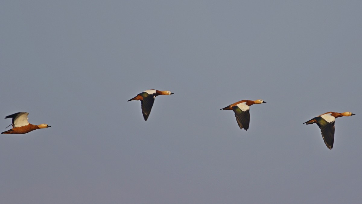 Ruddy Shelduck