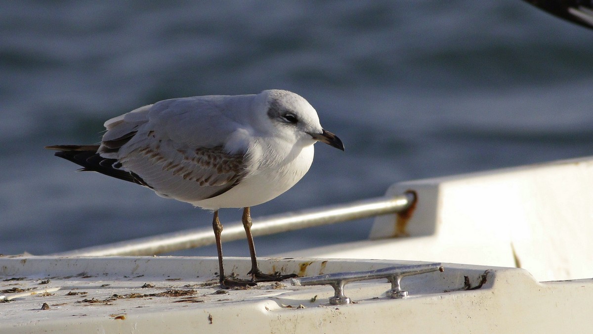 Mediterranean Gull