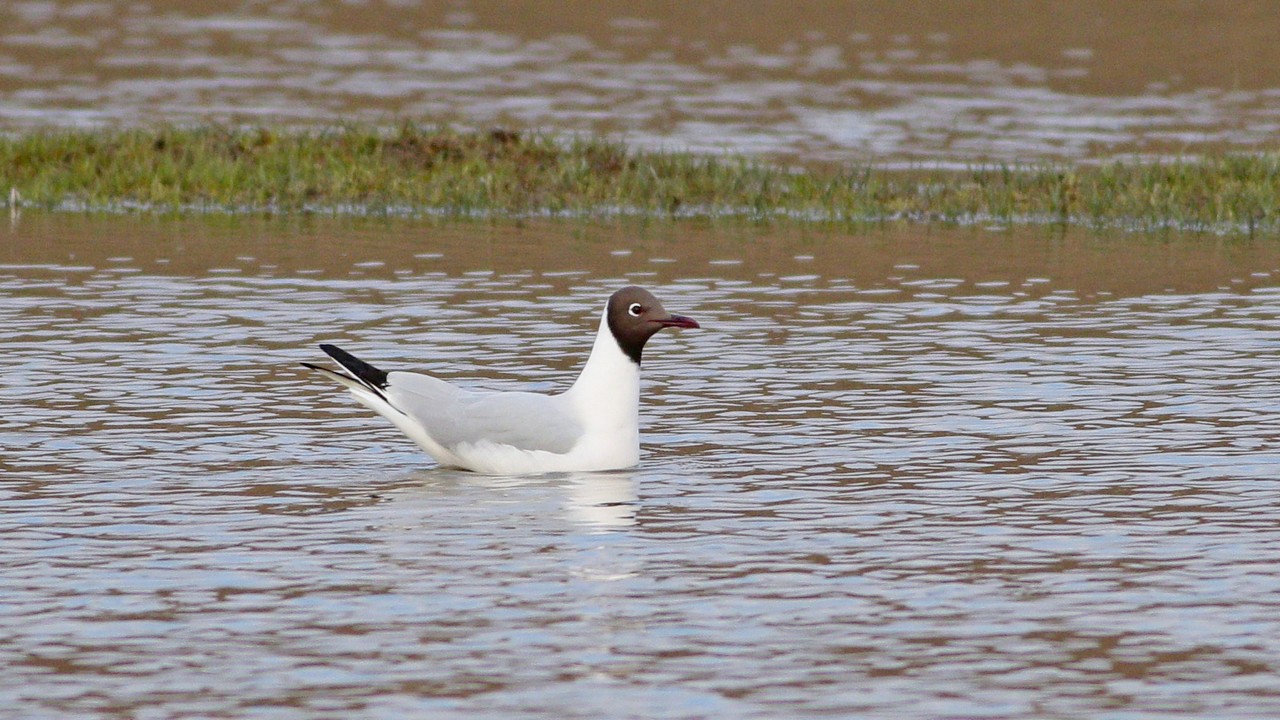 Black-headed Gull