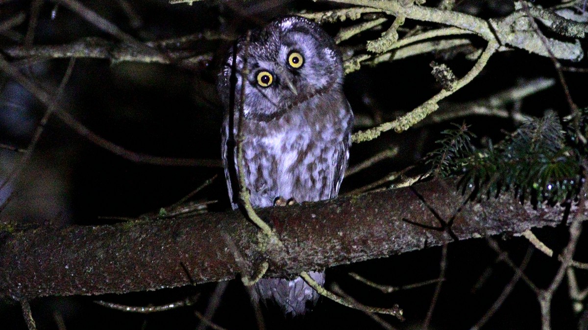 Boreal Owl