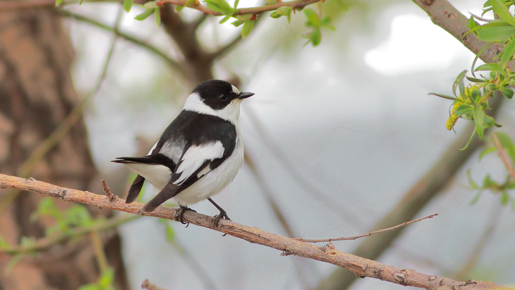 Collared Flycatcher