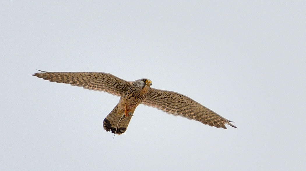 Eurasian Kestrel