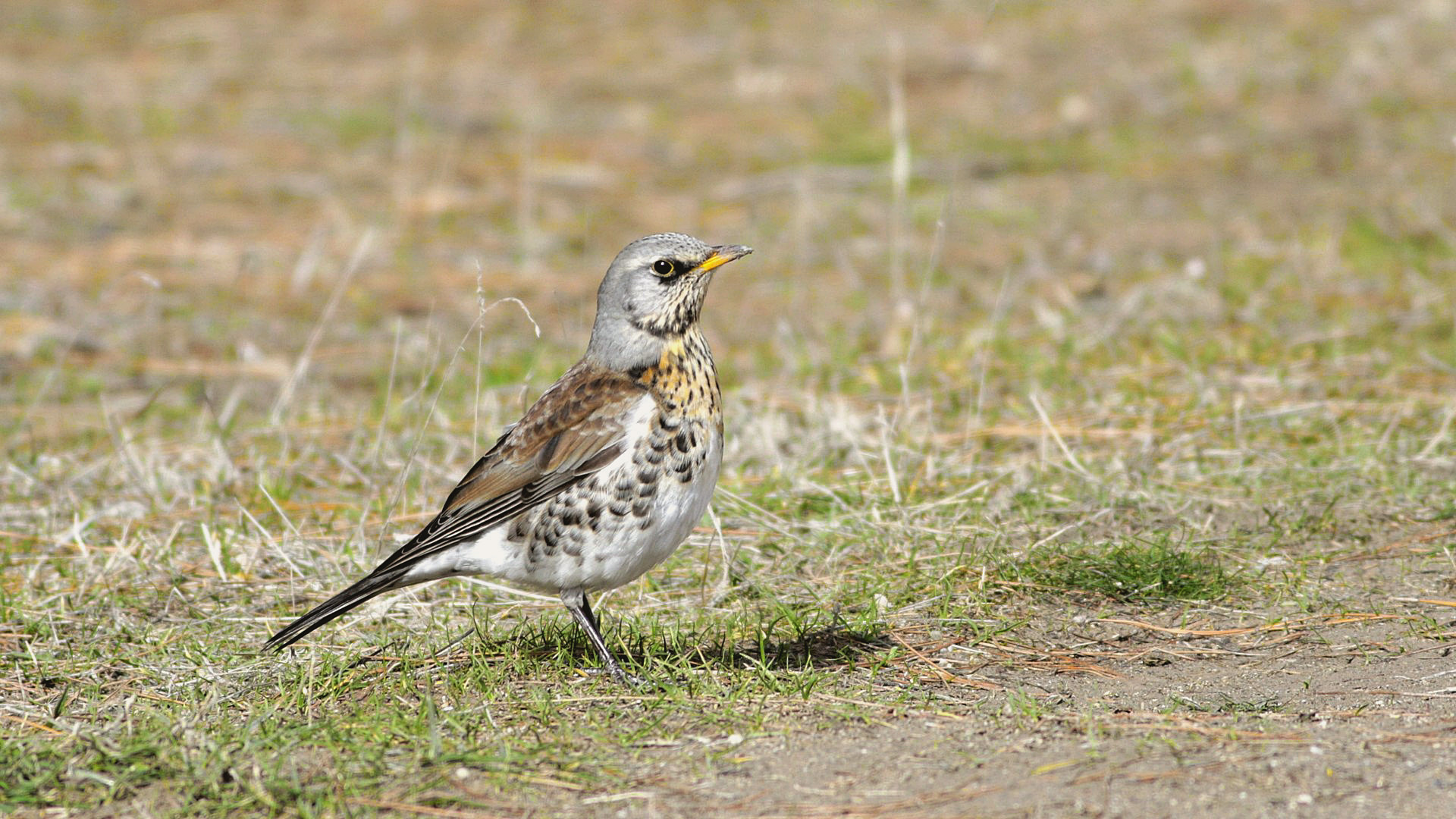 Fieldfare