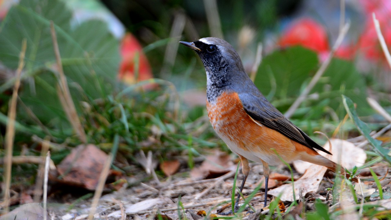 Common Redstart