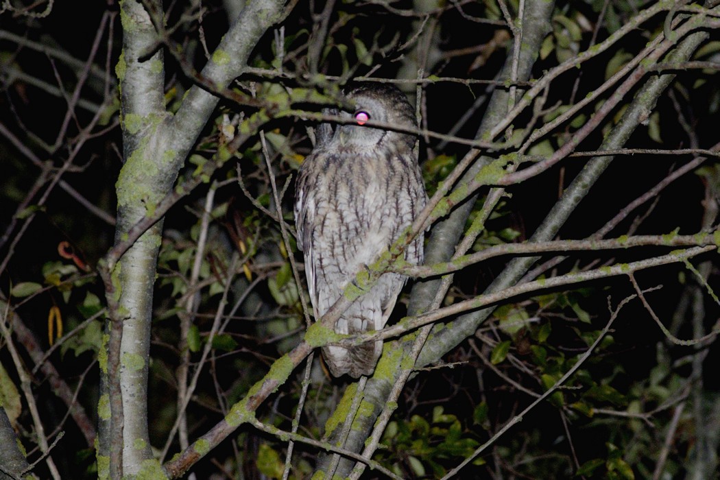 Tawny Owl