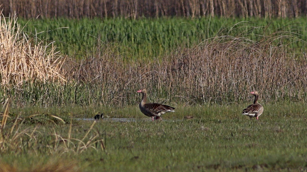 Graylag Goose