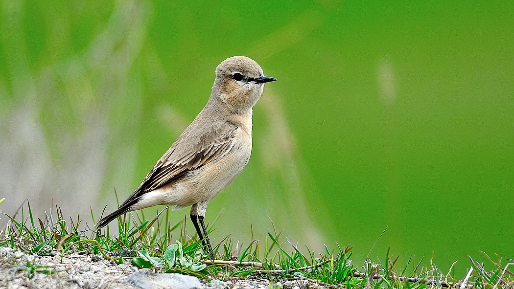 Isabelline Wheatear