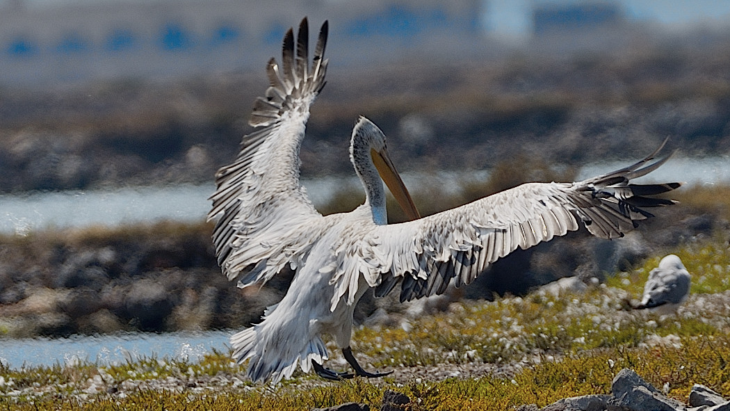Dalmatian Pelican