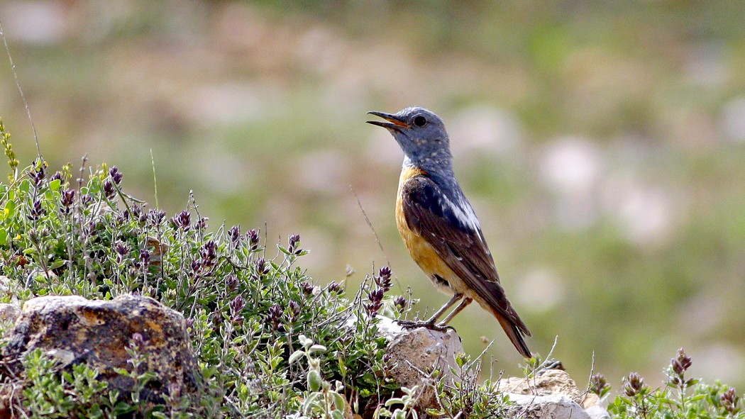 Rufous-tailed Rock-Thrush