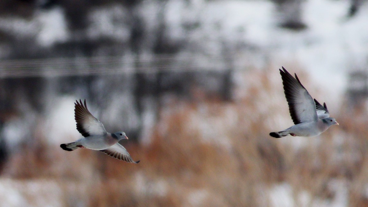 Stock Dove