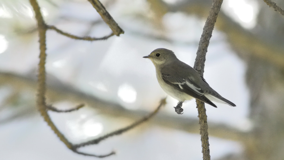 Semicollared Flycatcher