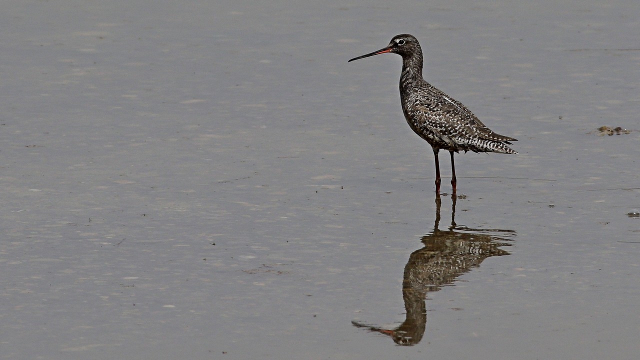 Spotted Redshank — Ana fotoğraf