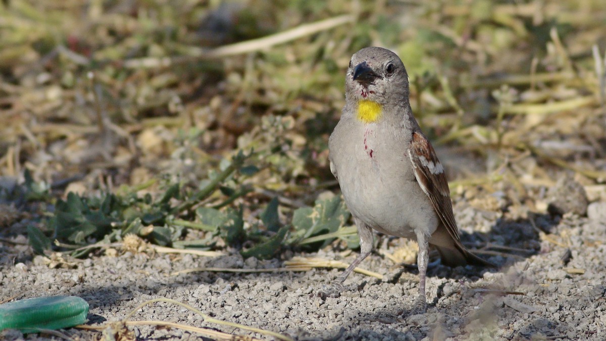 Yellow-throated Sparrow