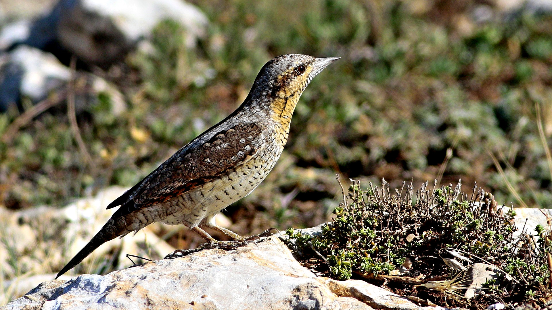 Eurasian Wryneck