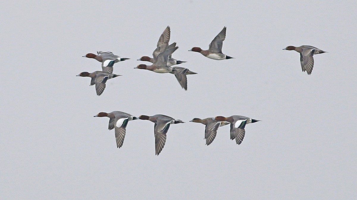 Eurasian Wigeon