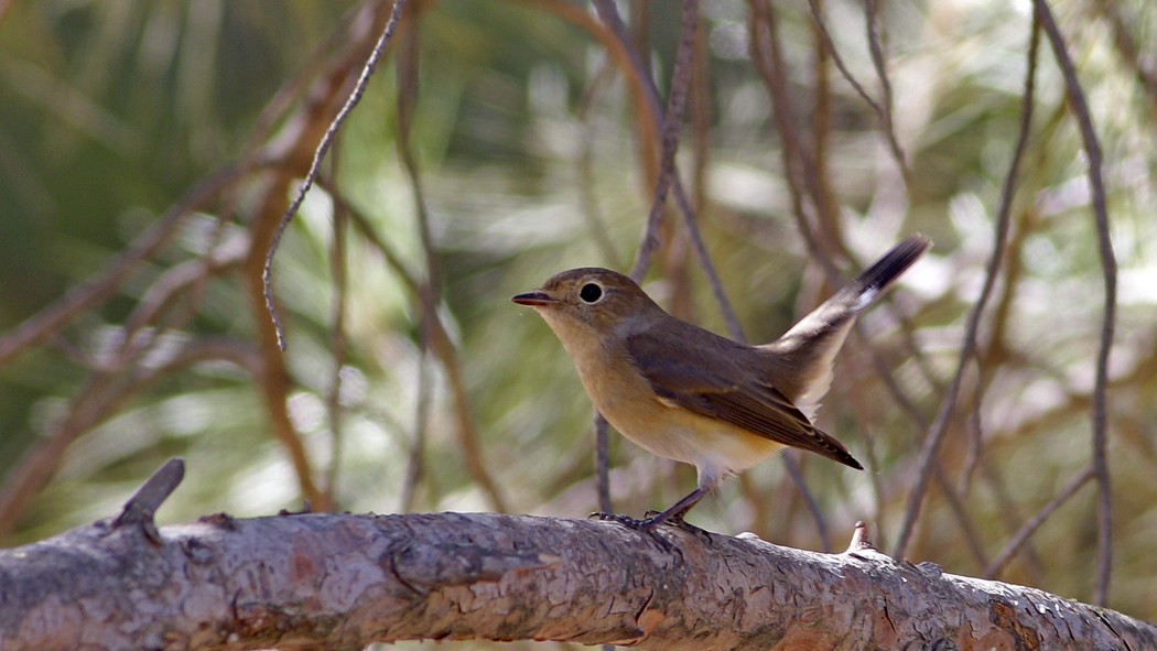 Red-breasted Flycatcher