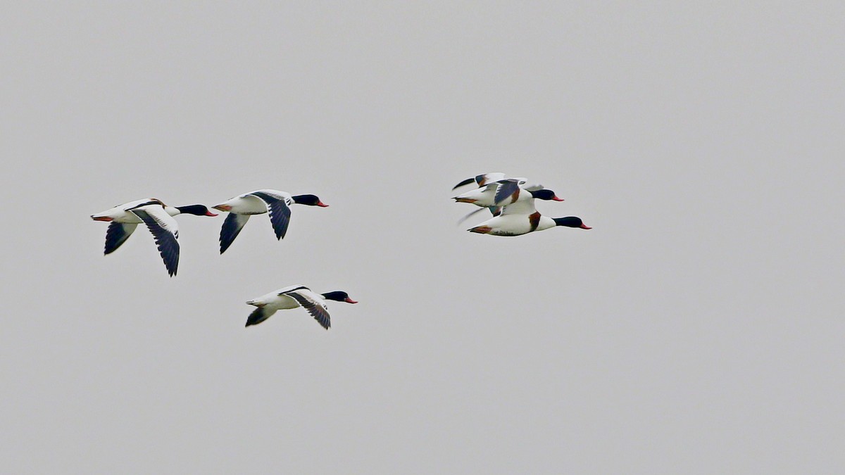 Common Shelduck