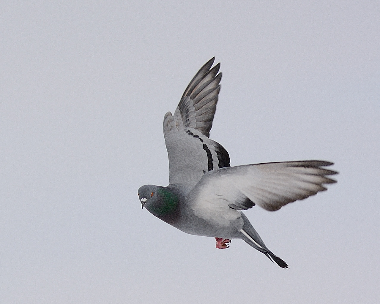Rock Pigeon — Ana fotoğraf