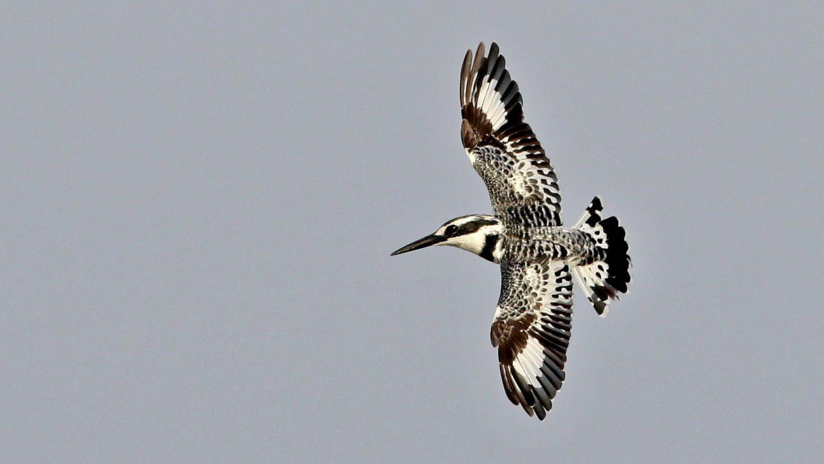 Pied Kingfisher