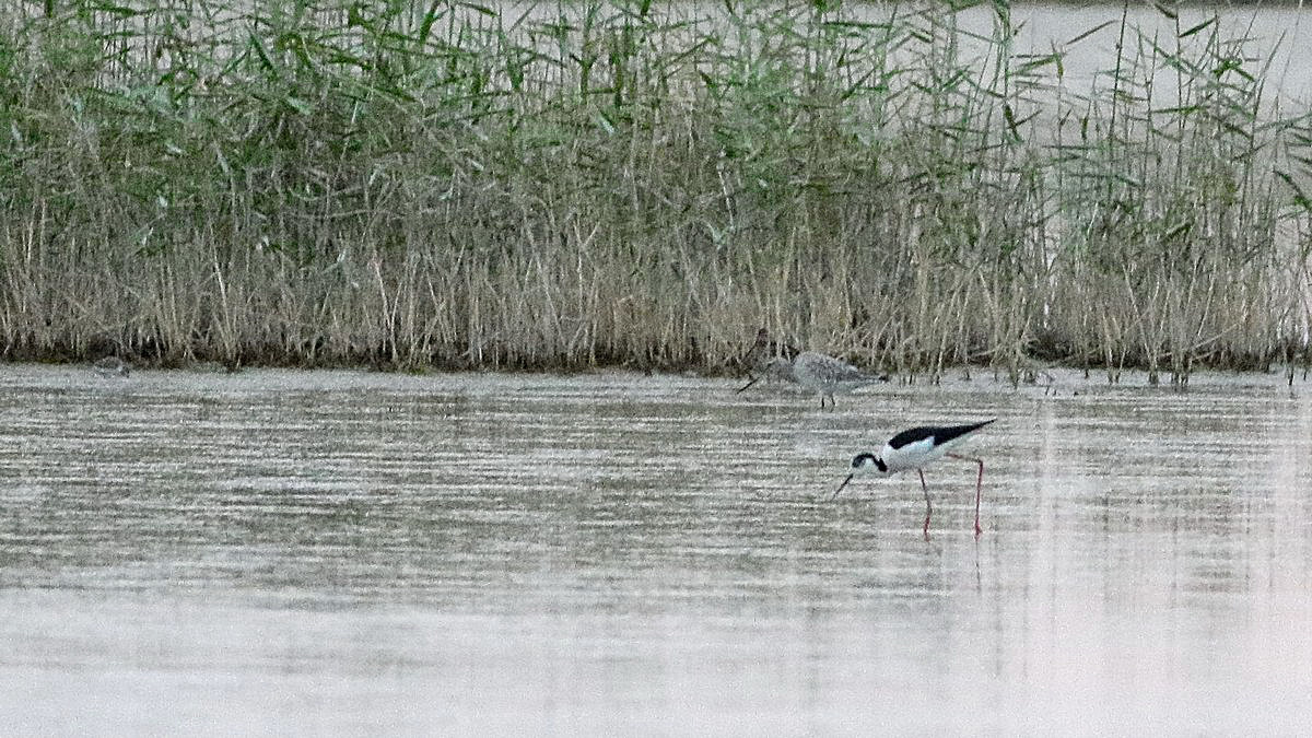 Bar-tailed Godwit
