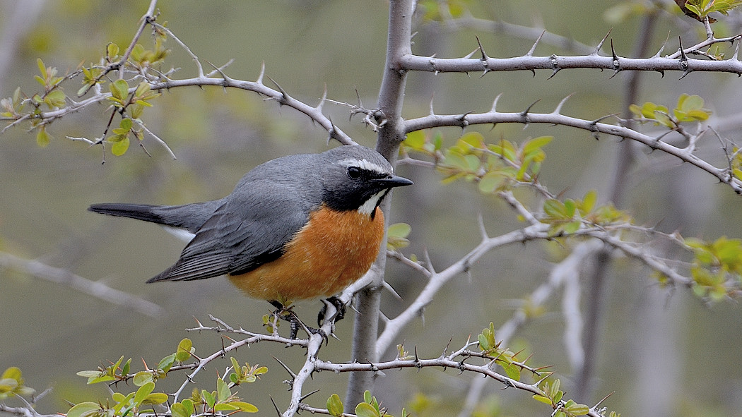 White-throated Robin