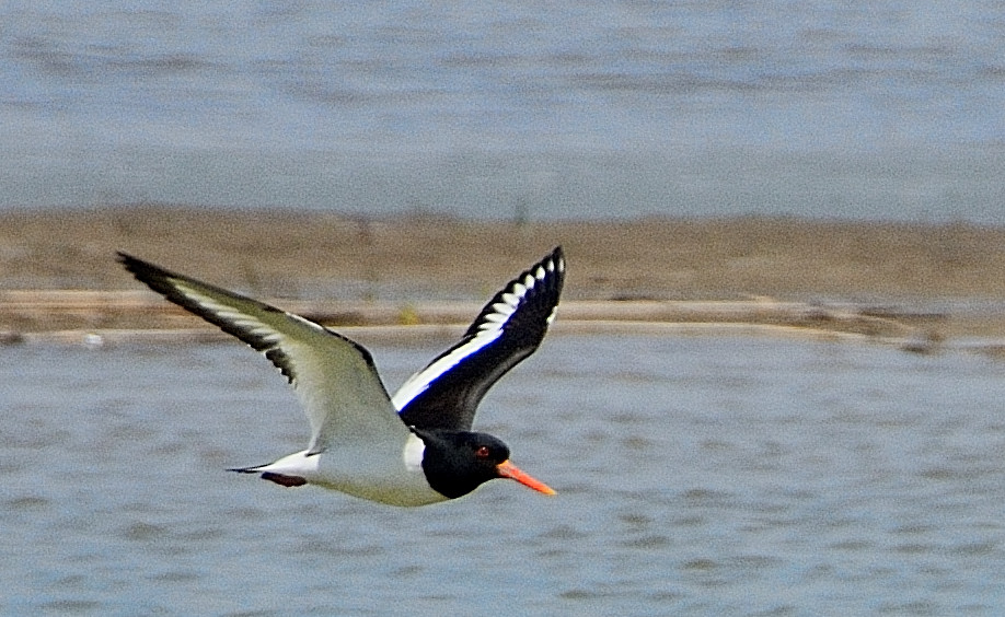 Eurasian Oystercatcher