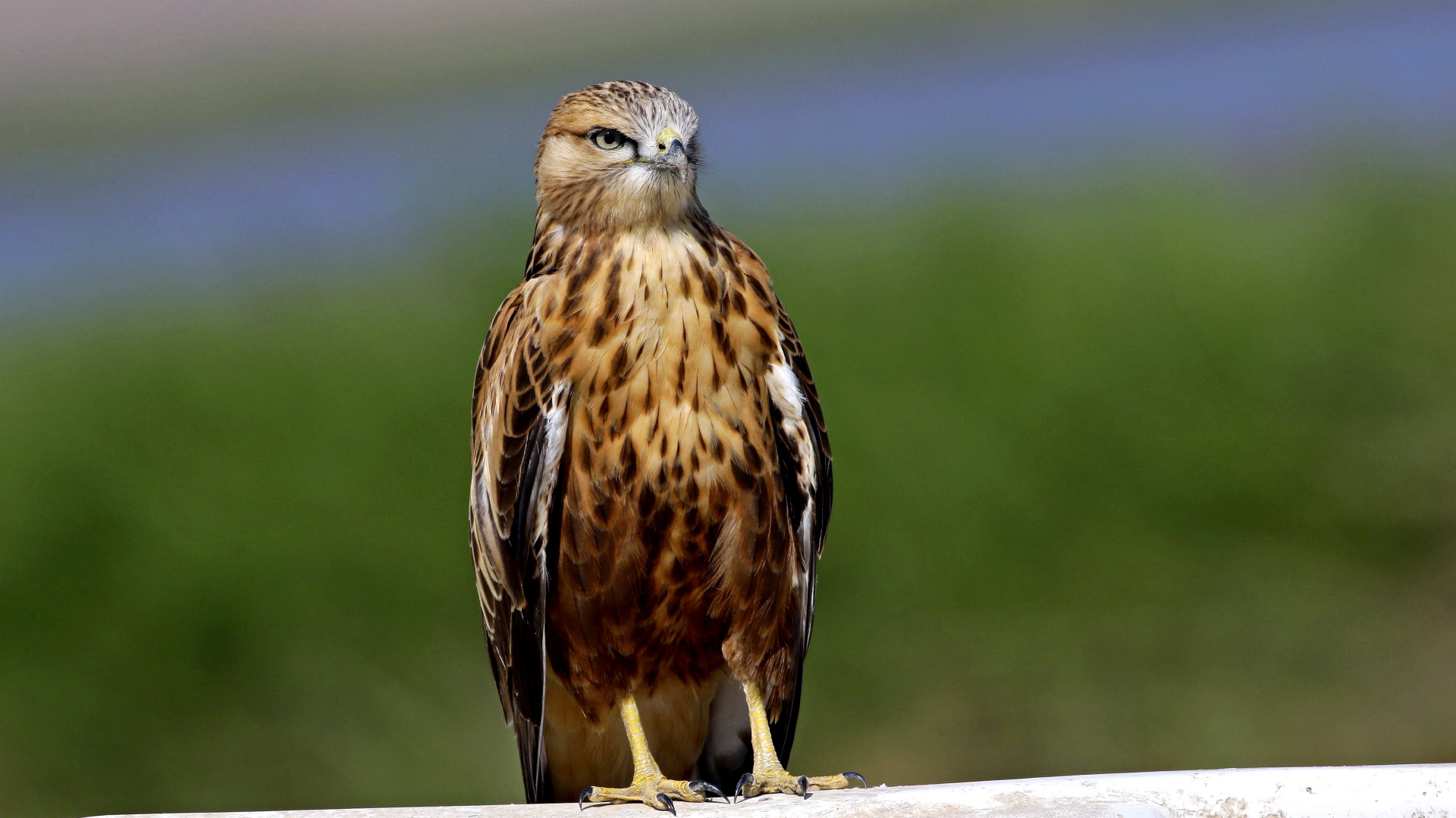 Long-legged Buzzard