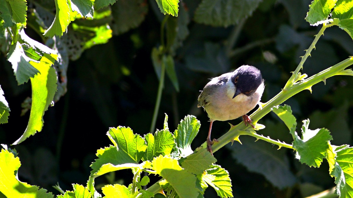 Menetries's Warbler