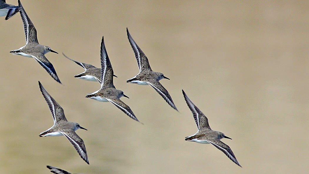 Dunlin
