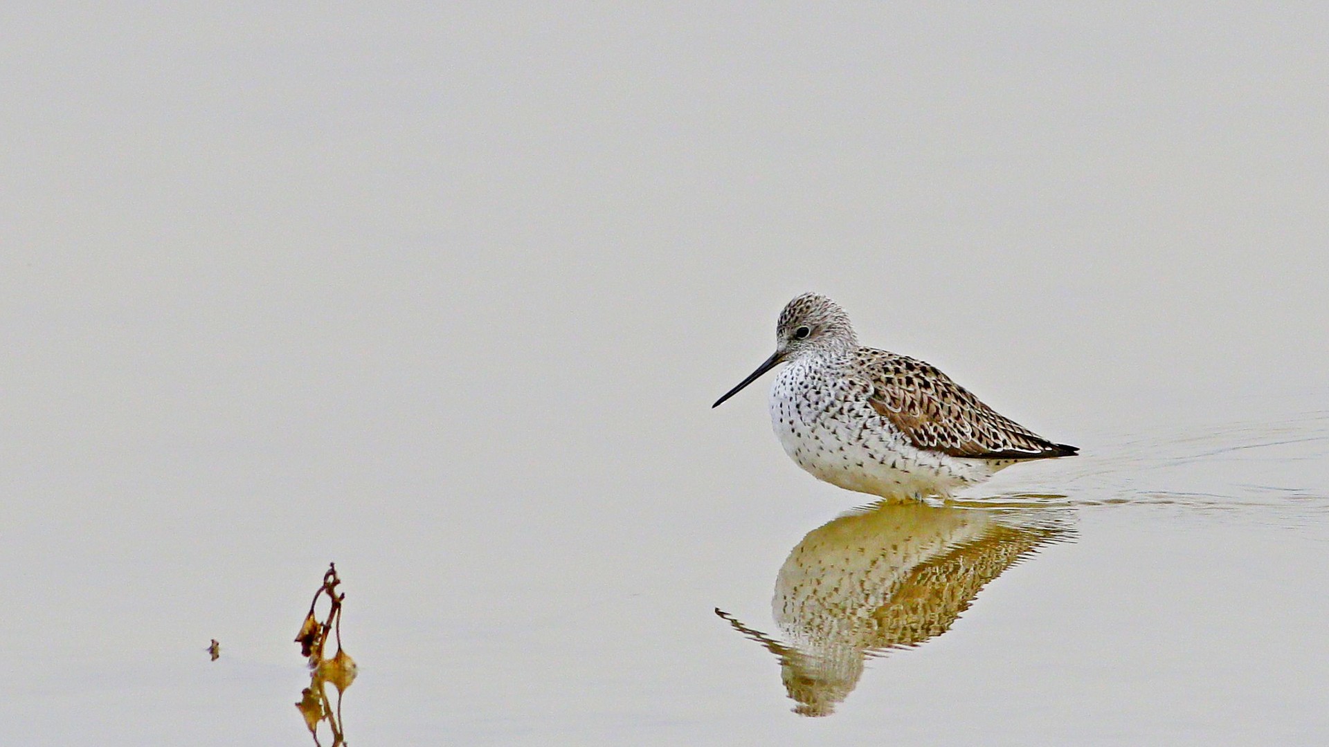 Marsh Sandpiper